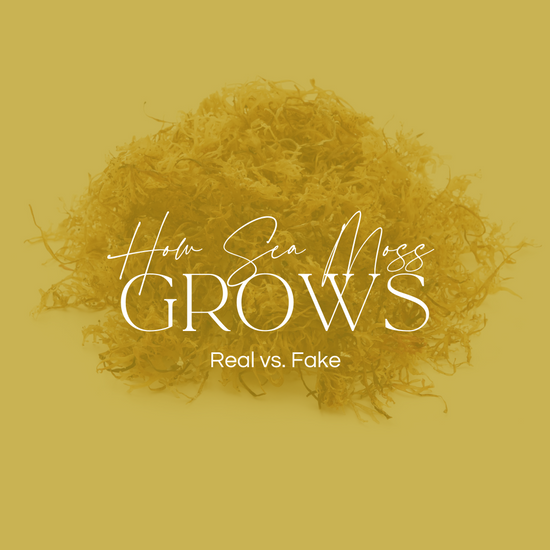How Sea Moss Grows? Real vs. Fake