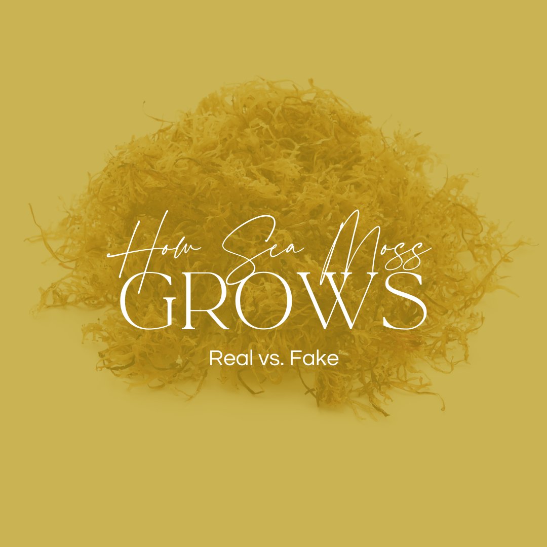 How Sea Moss Grows? Real vs. Fake - Holistic Herb Bae