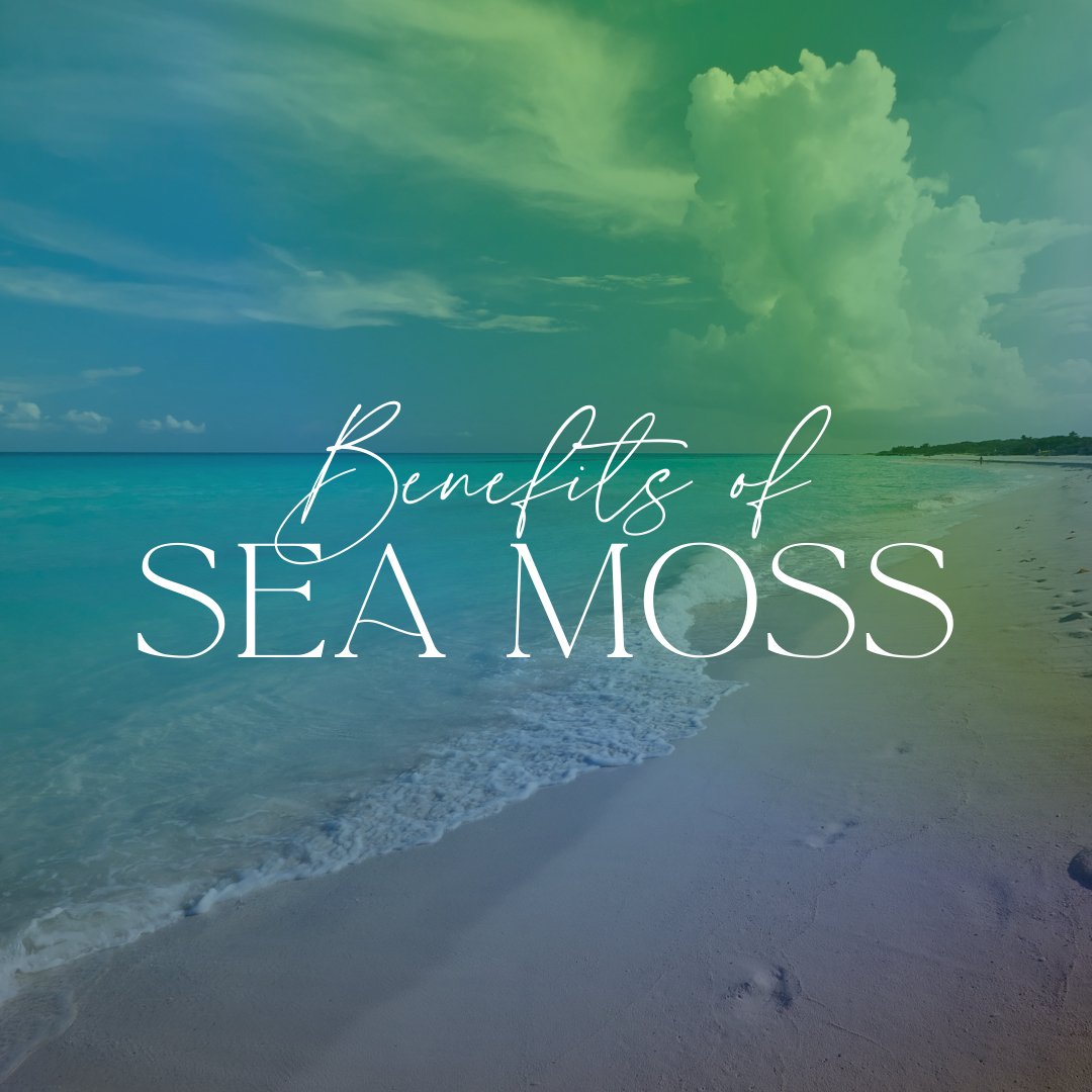 Potential Benefits of Sea Moss - Holistic Herb Bae